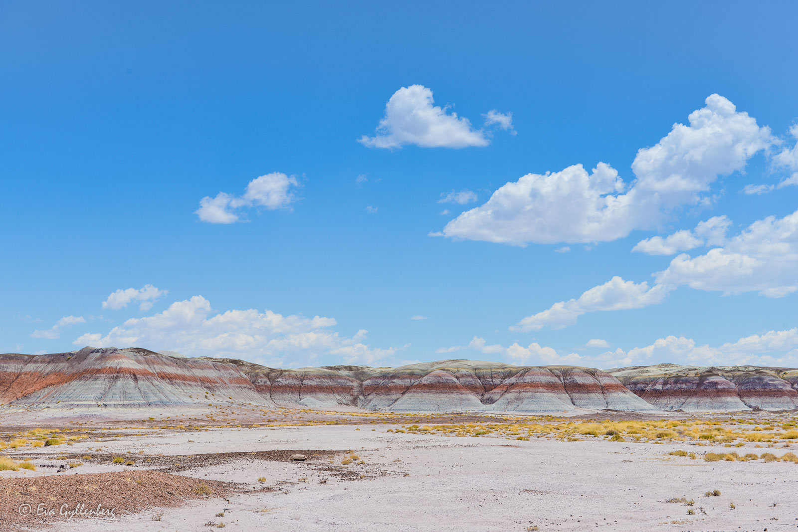 Vida landskapet i Petrified Forest