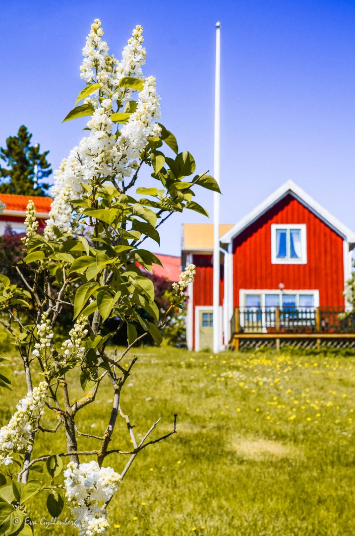 Röd stuga på Ulvön