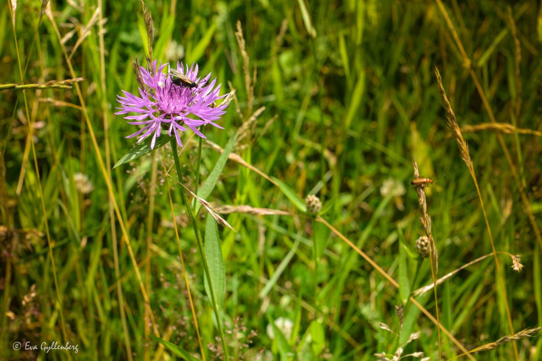 Blommande äng med insekter