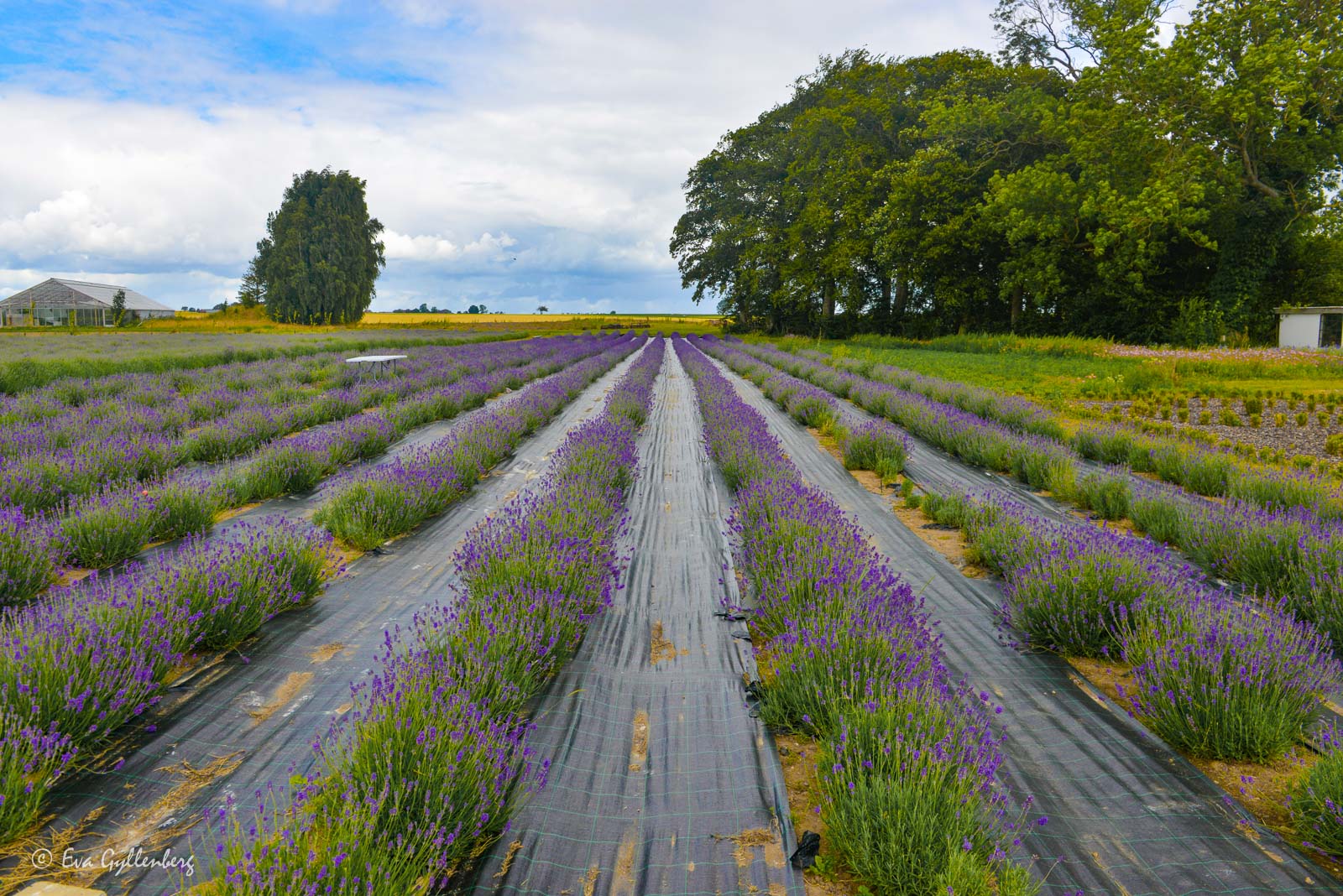 rad efter rad a v blommande lavendel i Skåne