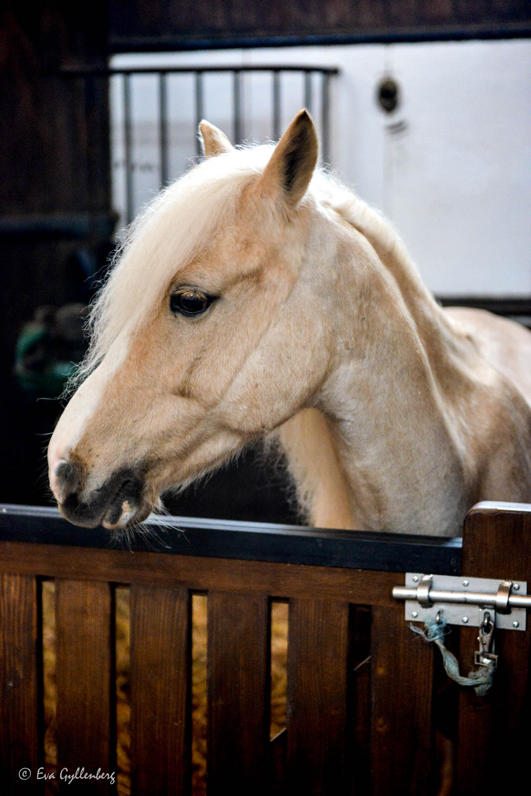 Horse at the castle of Chantilly