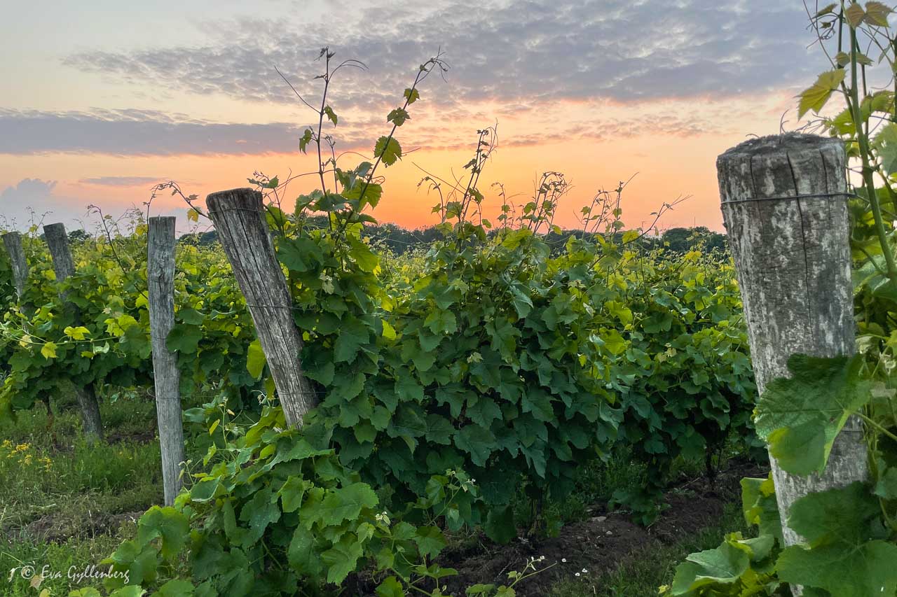 Arilds vingård med vinstockar på rad i solnedgång