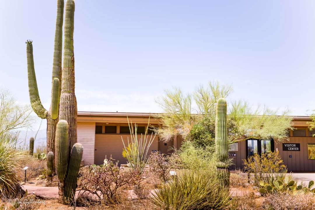 Visitor center i Saguaro national park