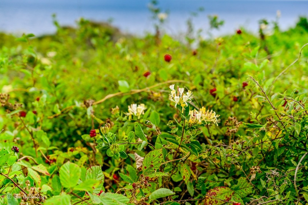 Vildkaprifol som blommar