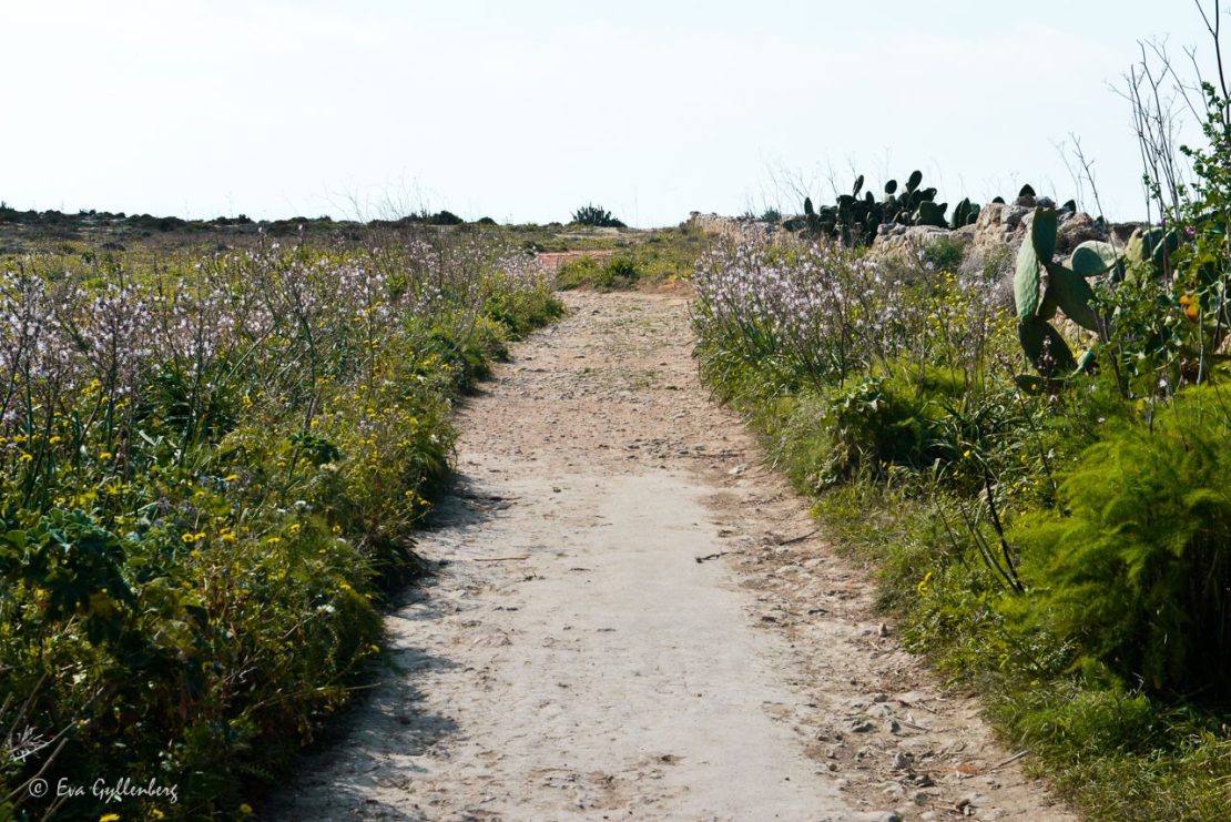 grusväg omgiven av blommor