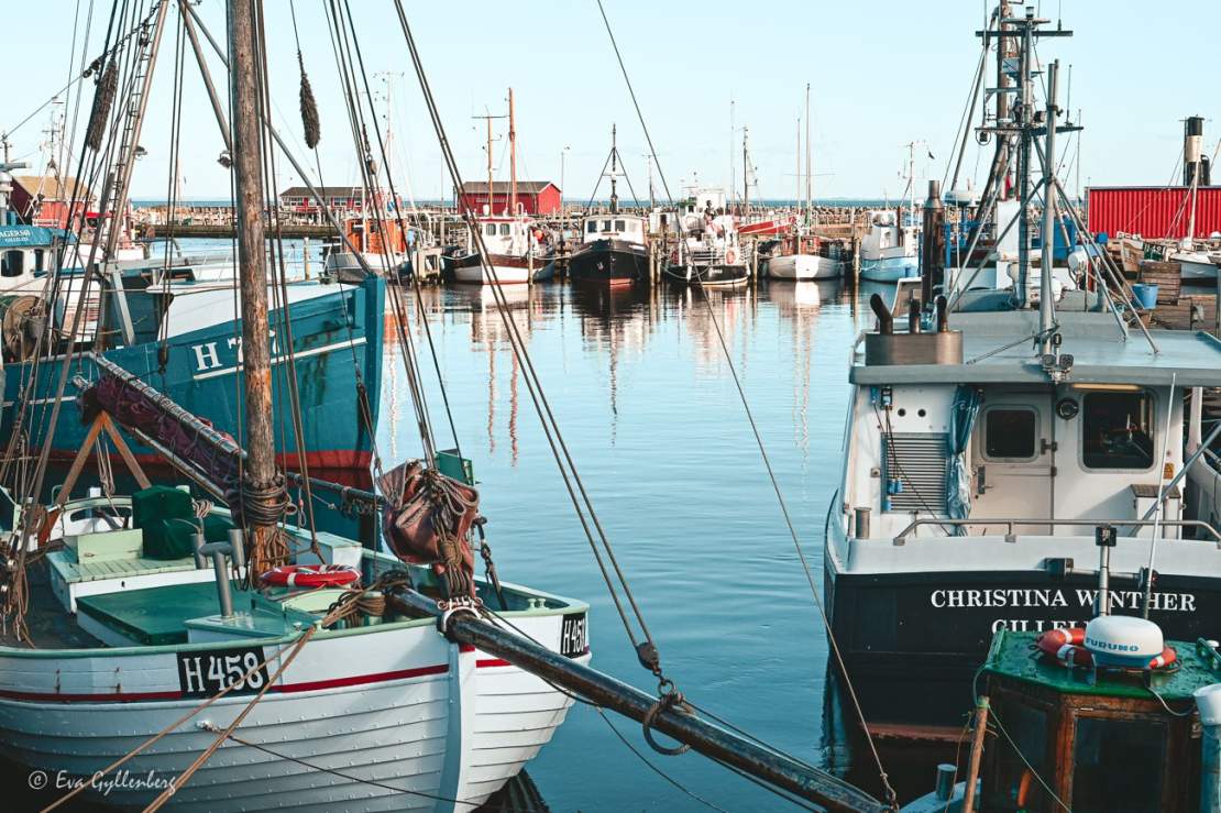 Mängder av fiskebåtar på rad i Gilleleje