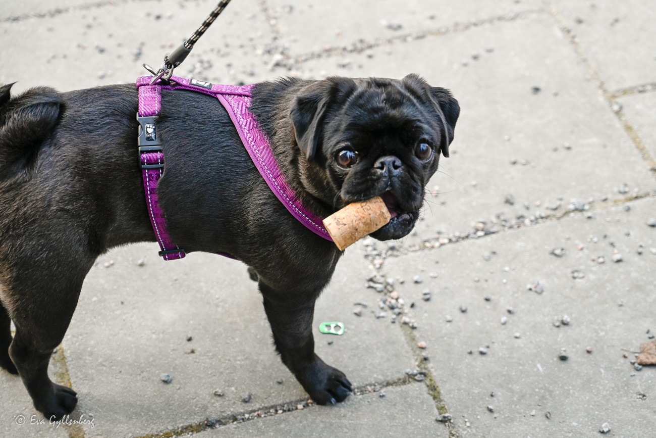 Lilibet knows how to travel to Denmark with a dog