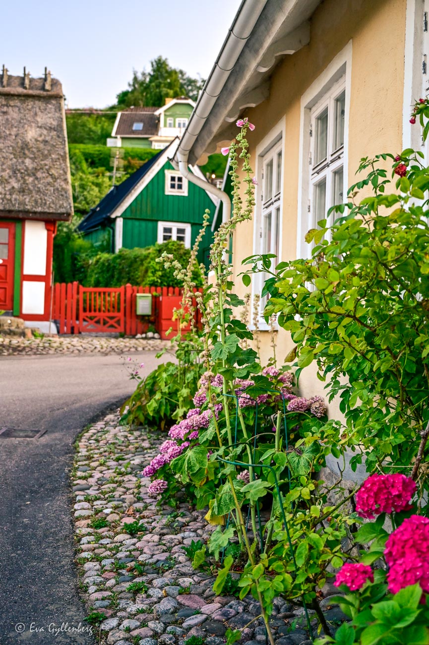 Yellow and green houses with hydrangea and hollyhocks