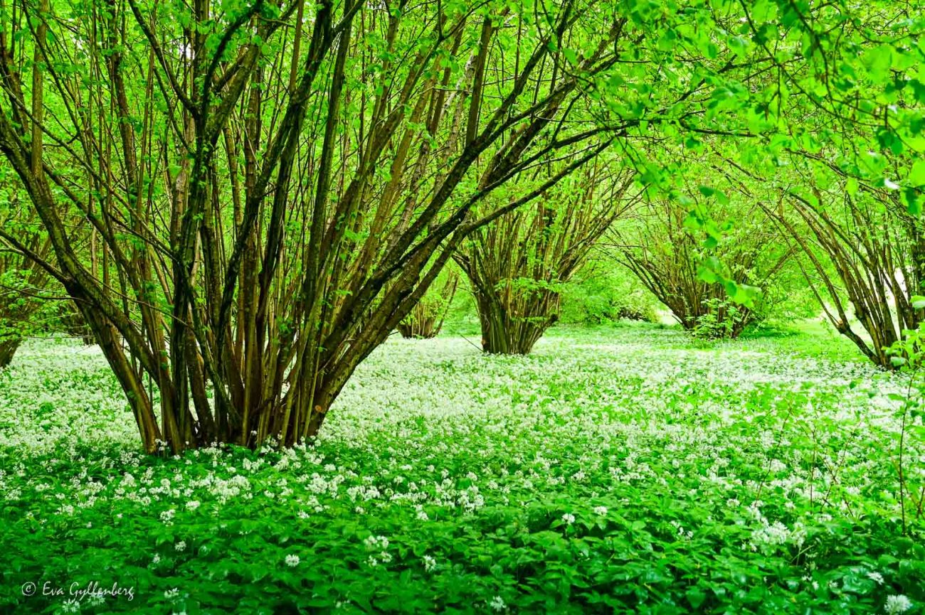 Mängder av blommande ramslök vid Maltesholms slott