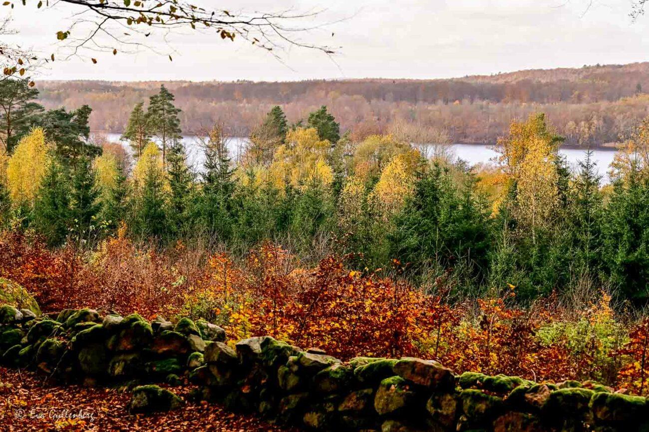 gröna och gula träd en höstdag vid en sjö