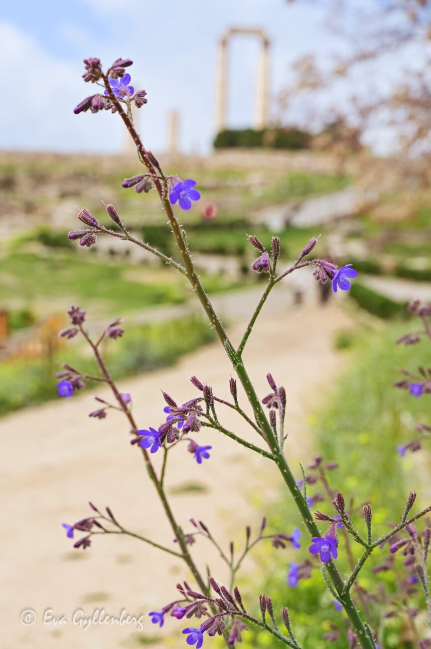 Blommande vårblommor i Amman