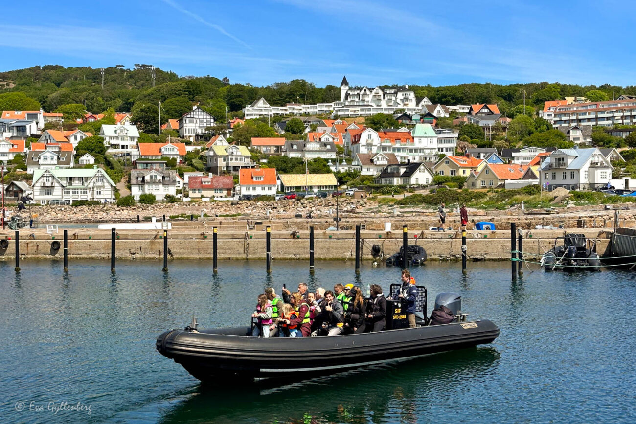 Tumlarsafari i Mölle