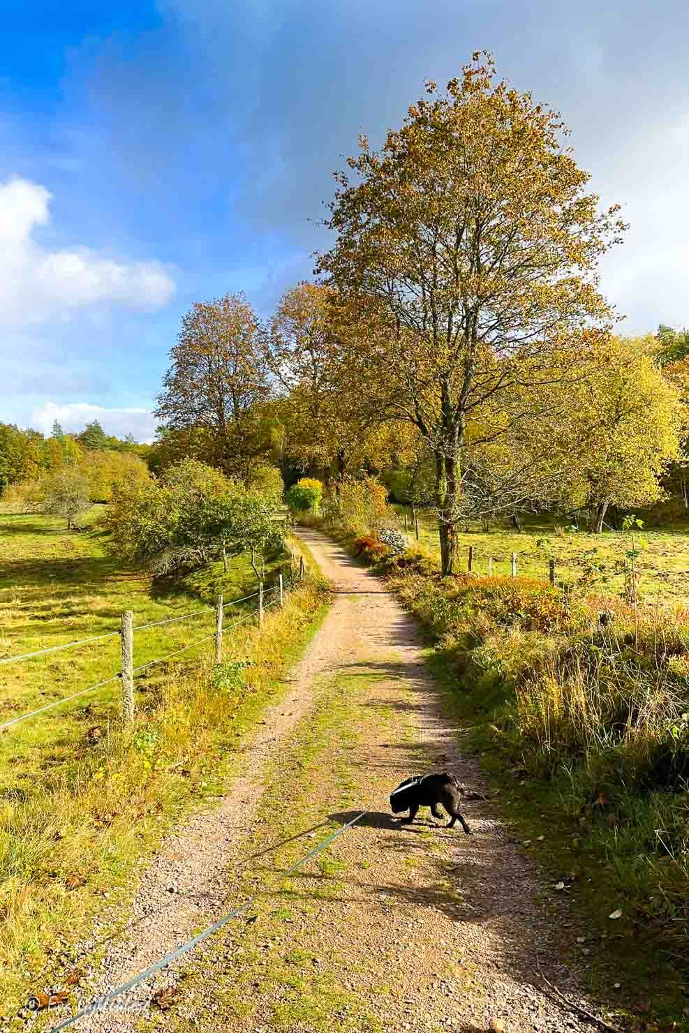 dog on a walk on a dirt road