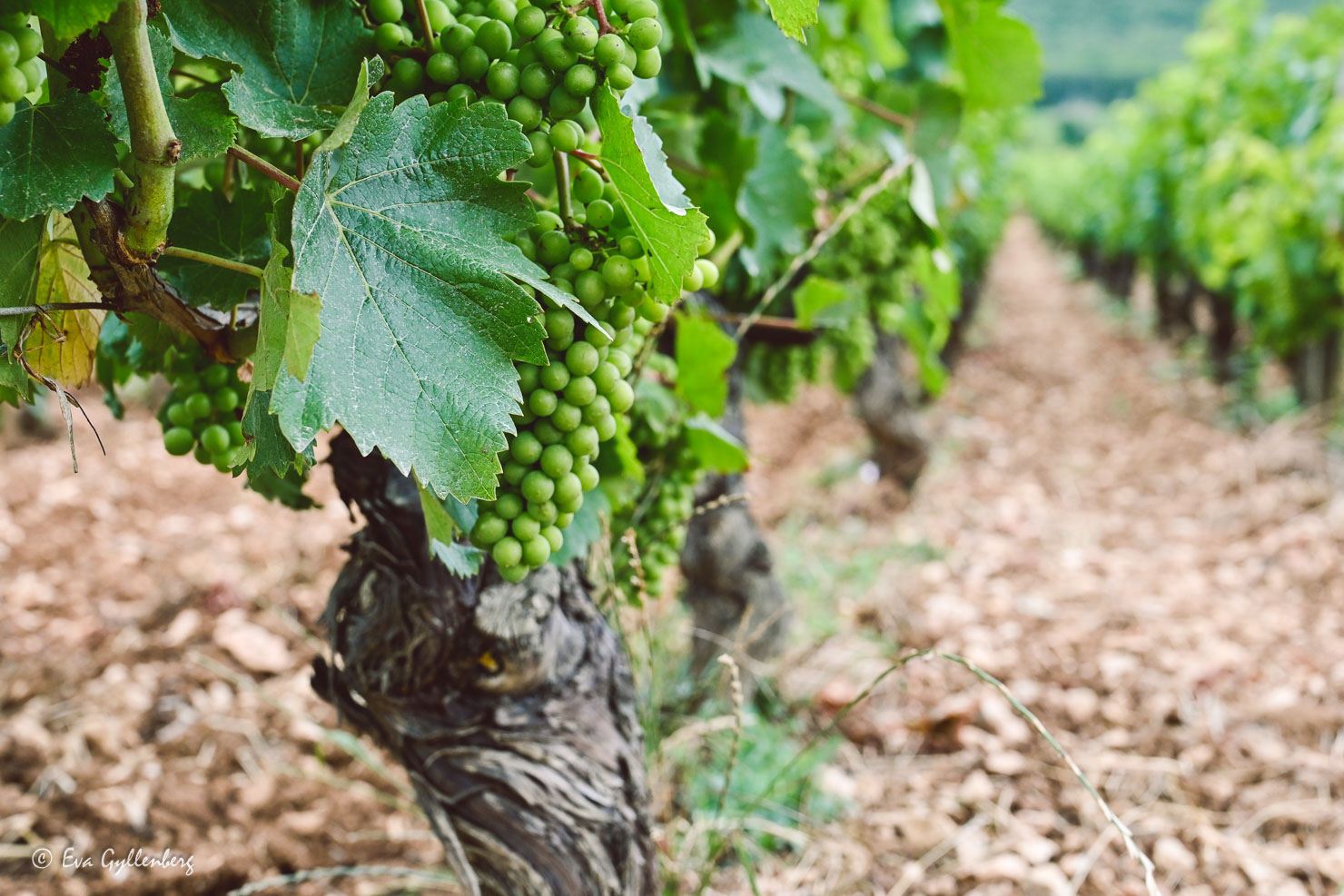 grapes ripening on a vine in Burgundy