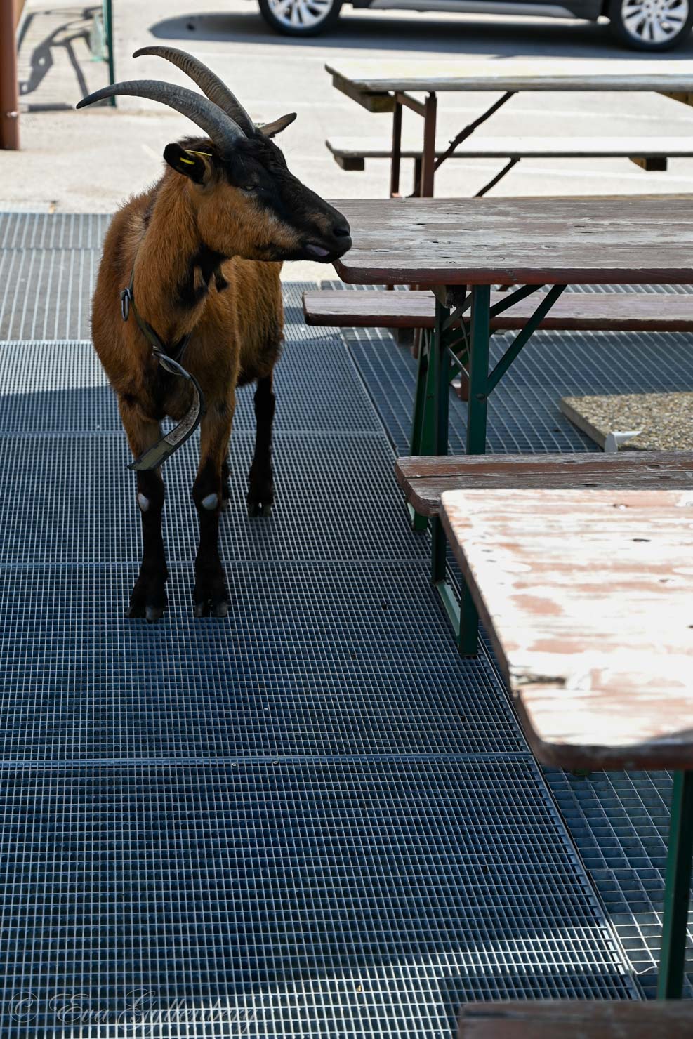 Goat begs for food at restaurant in Alsace