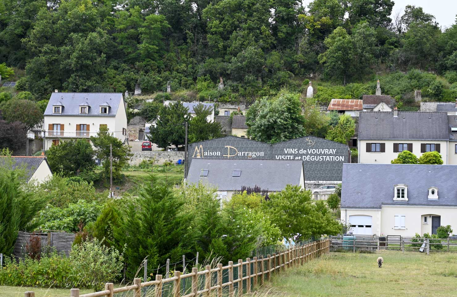 Vineyard in the Loire Valley