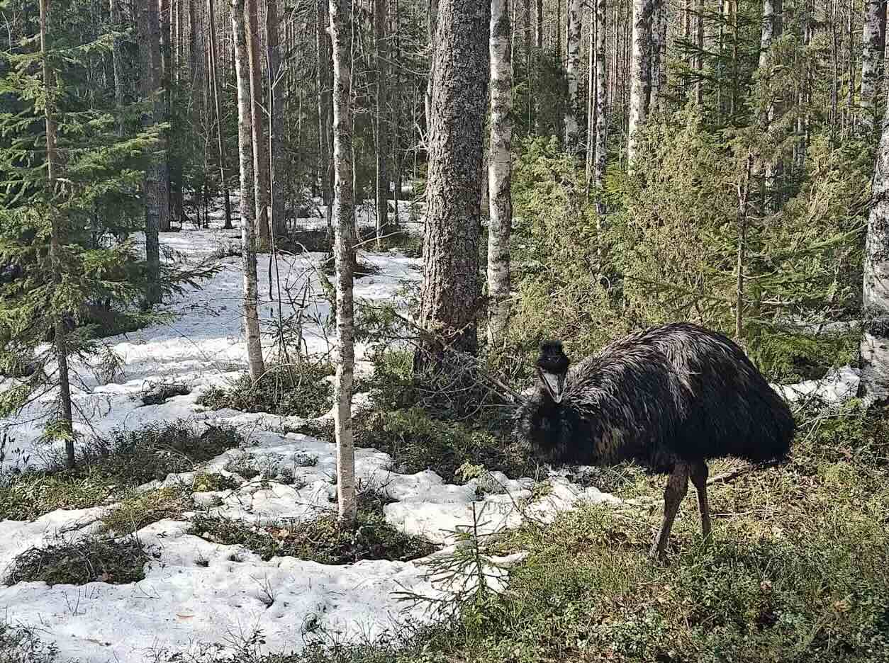 Побег эму из зоопарка Лиекса закончился трагически Побег эму из зоопарка Лиекса закончился трагически