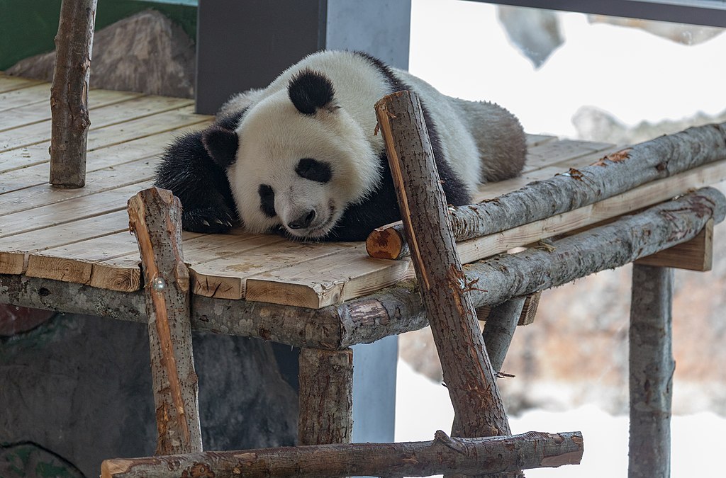 Большие панды из Ähtäri, Луми и Пюри, обрели новый дом в Китае