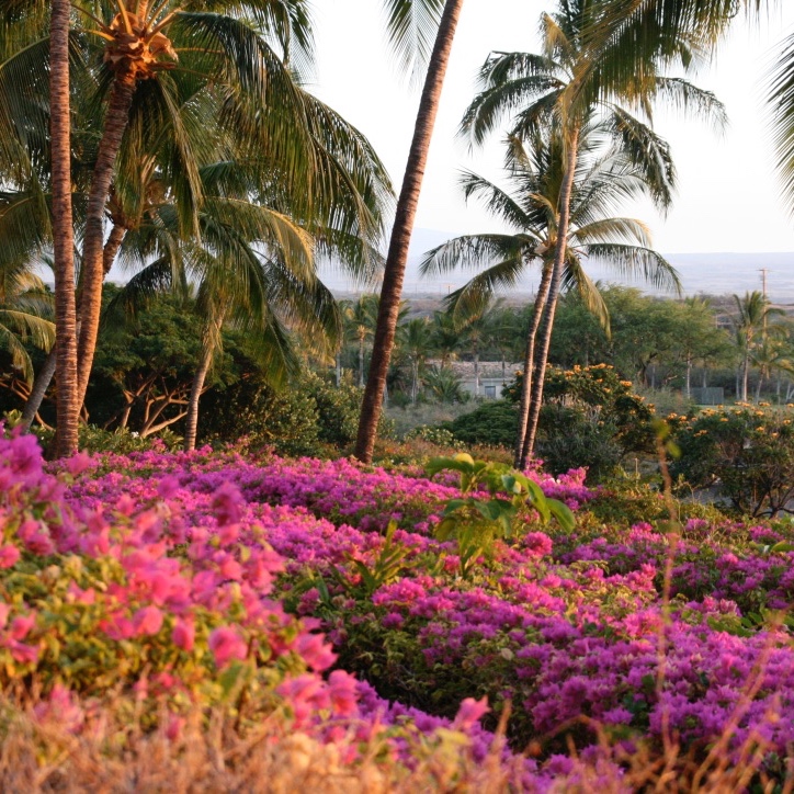 Rullestolreiser hawaii