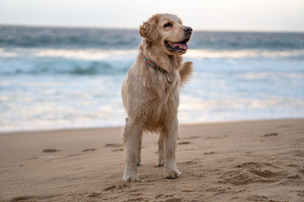 playas para perros en Francia