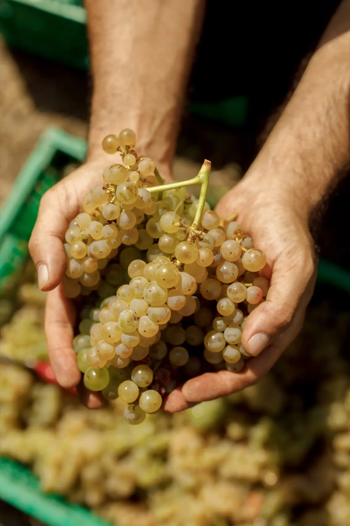 Hands holding a bunch of white grapes above a crate at harvest