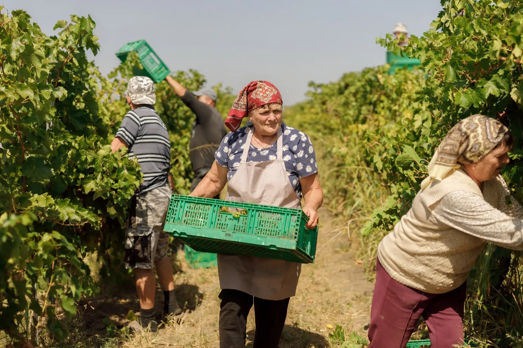 Pickers carrying crates of white grapes between the vines
