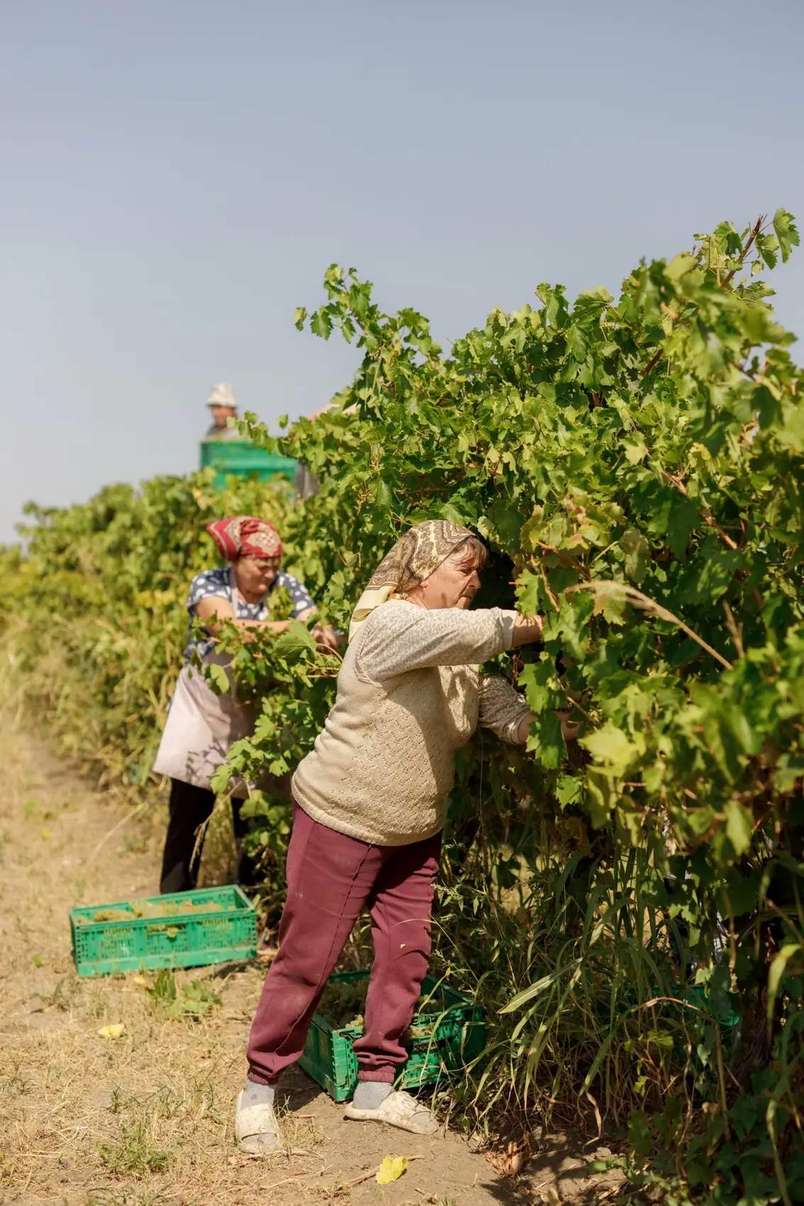A picker reaching into the vines