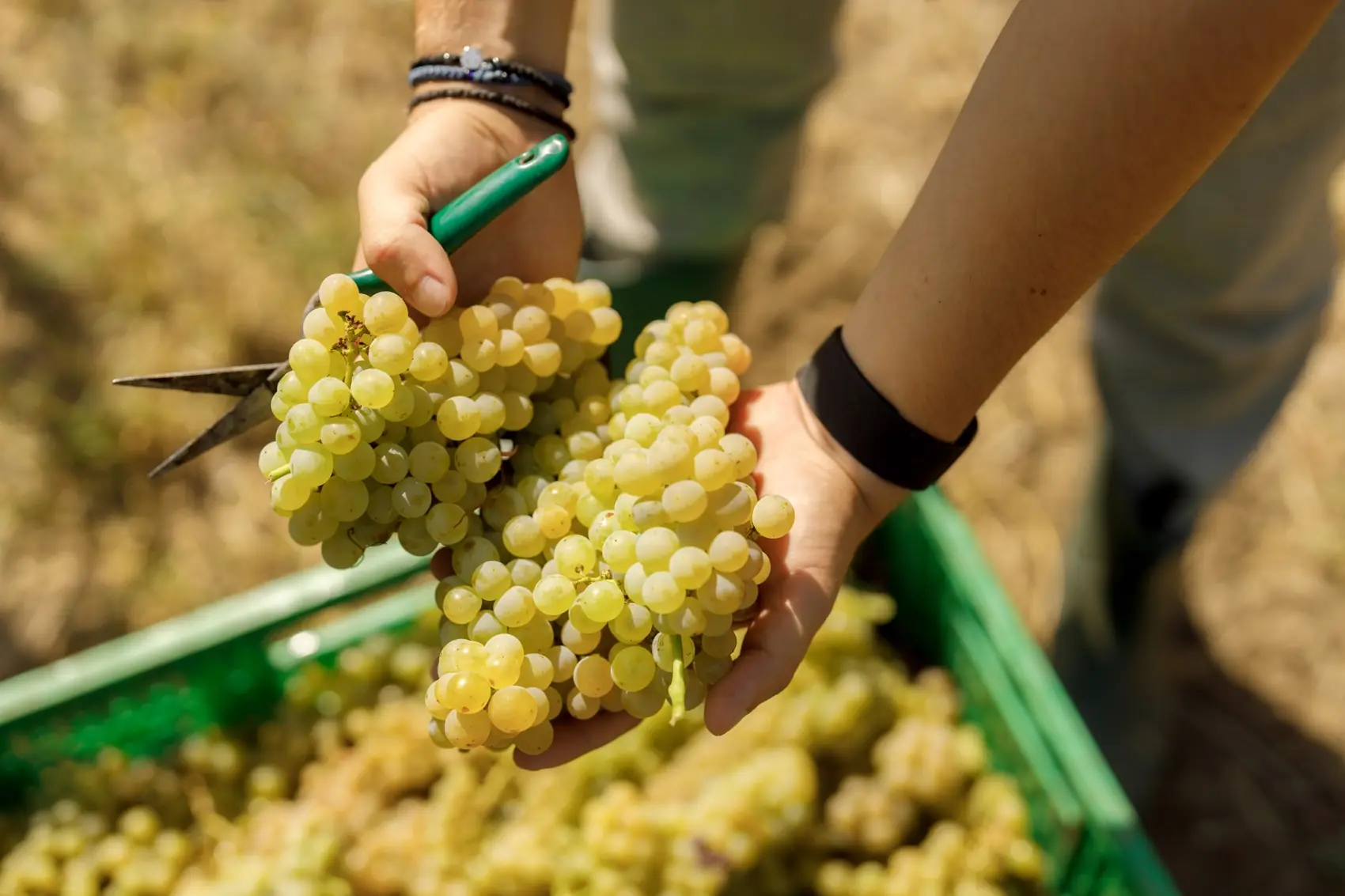Cutting a bunch of white grapes into the crate