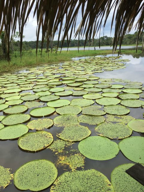 Victoria Amazonica