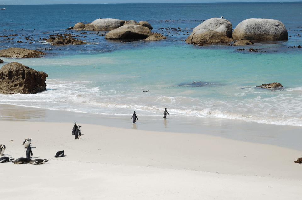 Boulders beach - pingvinkolonien