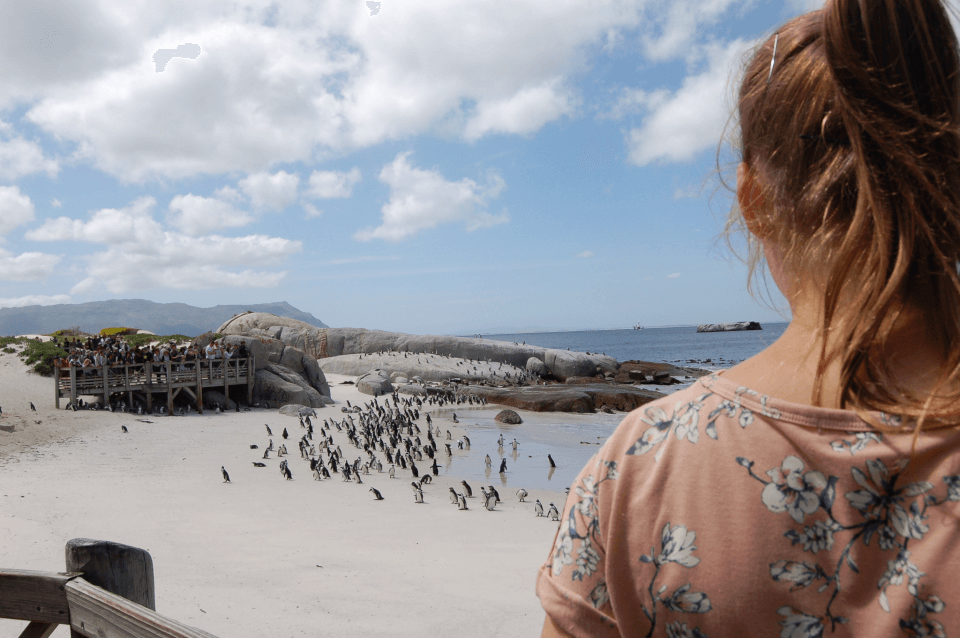 Boulders beach - pingvinkolonien