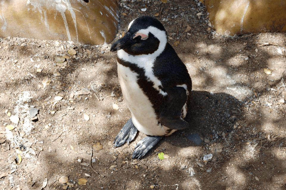 Boulders beach - pingvinkolonien