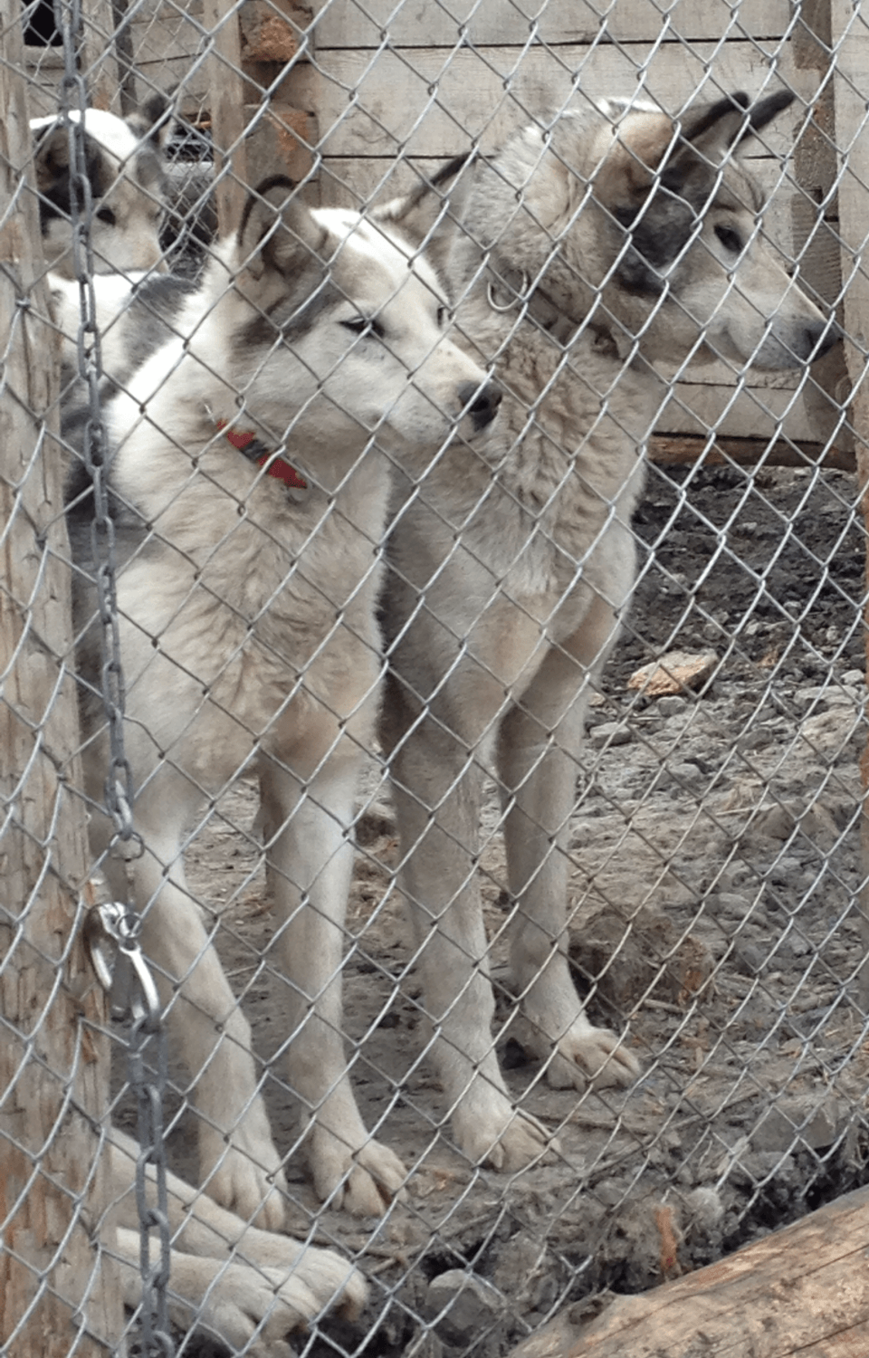 Svalbard, hunder