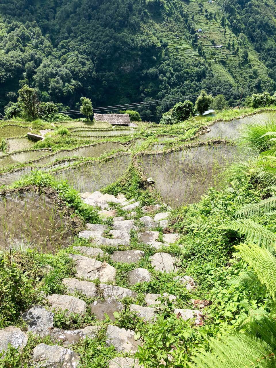 Rismarker, Ghandruk trek, Nepal