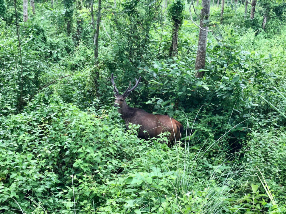 Chitwan, med Tigerland Safari Resort