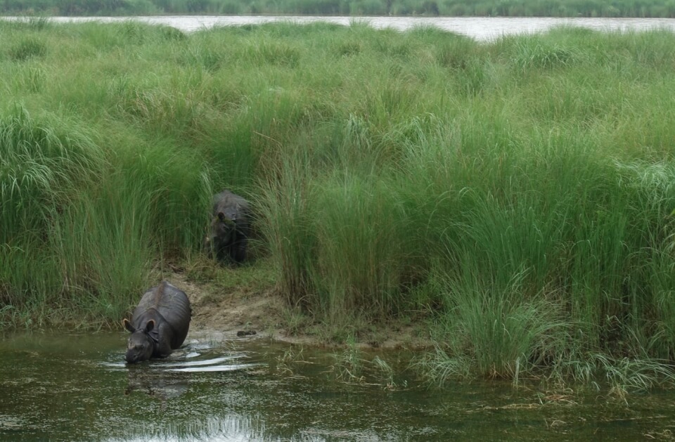 Blodigleterritorium i Chitwan, Nepal