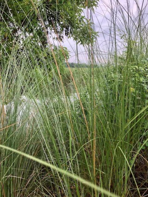 Blodigler i Chitwan, Nepal