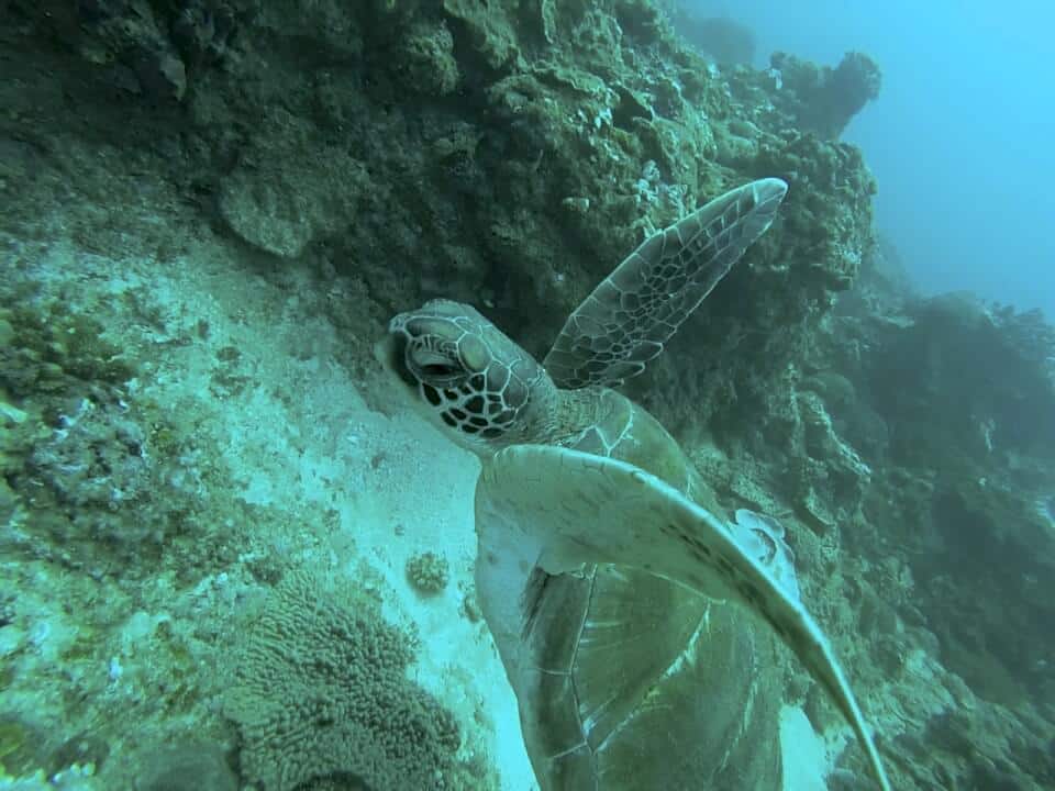 Marine Reef and Conservation - dykking  med havskilpadder, frivillig arbeid