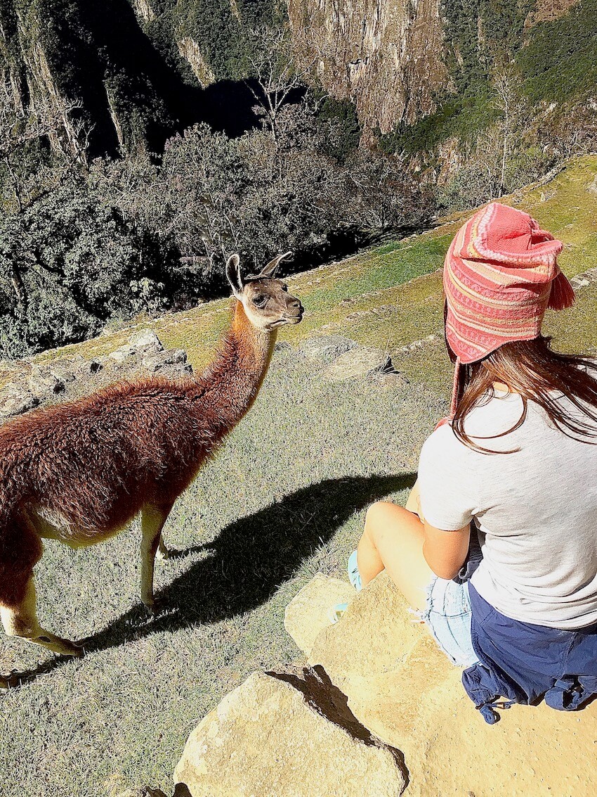 Lama - Machu Picchu