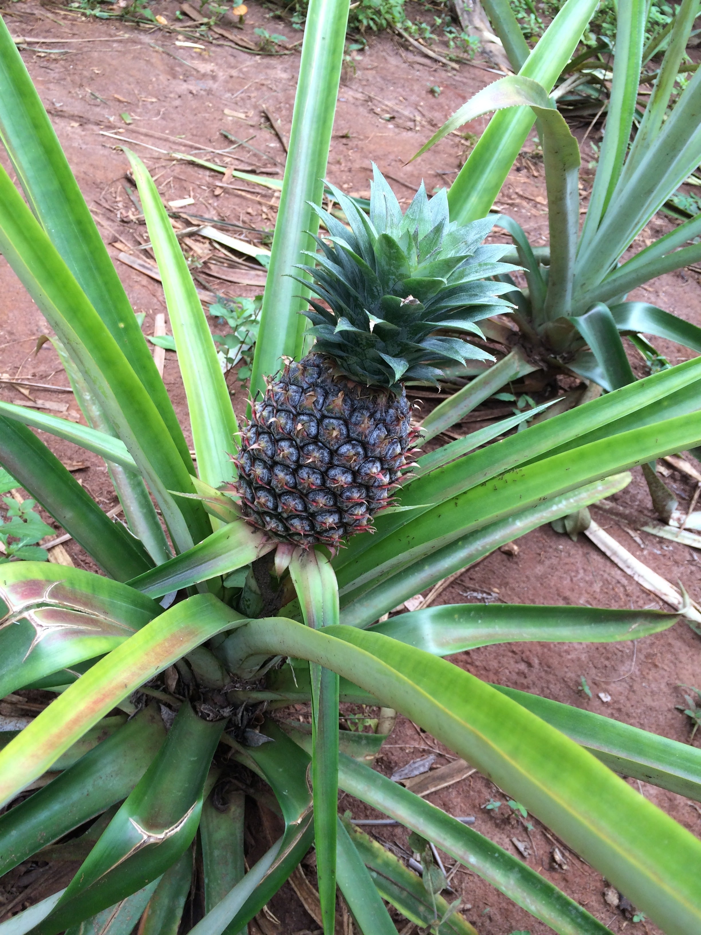 På krydderplantasje, Zanzibar