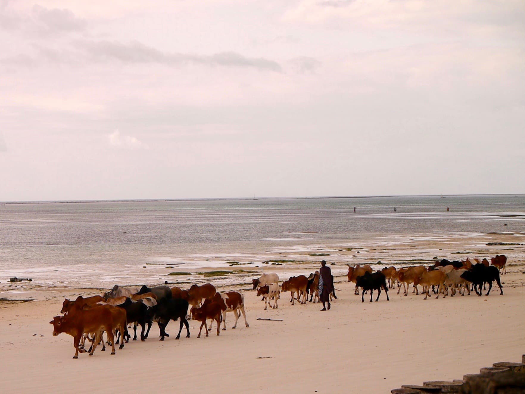 Stranden utenfor Sultan Sands, Zanzibar