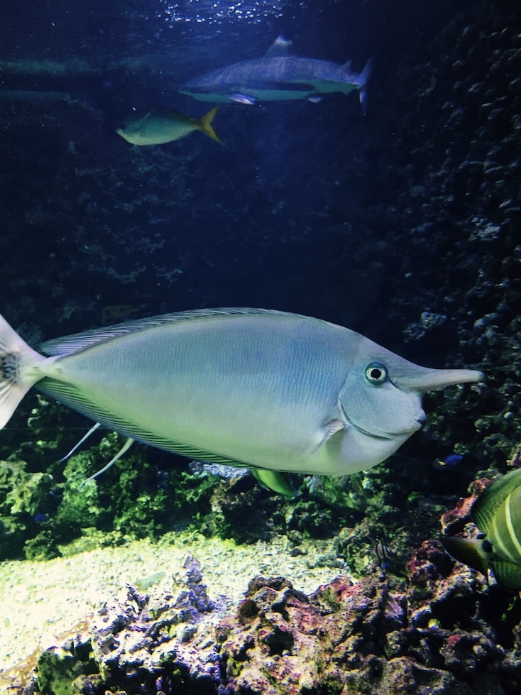 Akvariet. Opplevelser i Bergen.