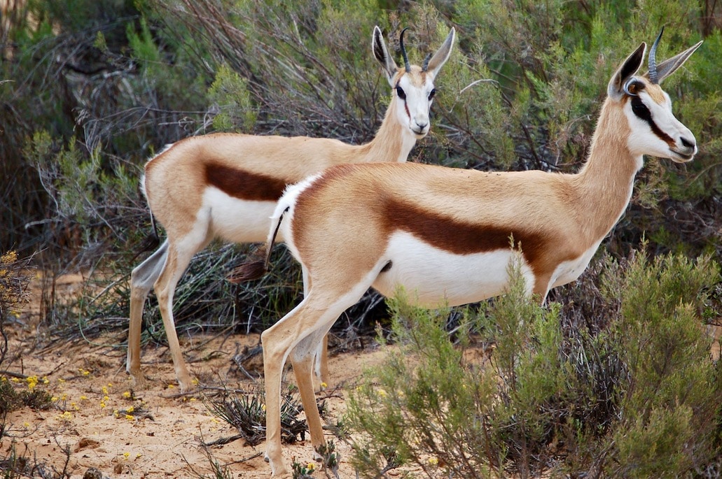 Safari i Sør-Afrika, Aquila Private Game reserve