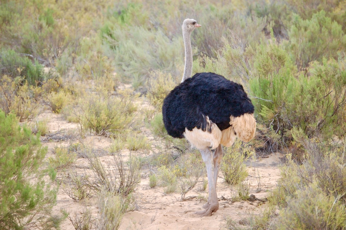 Safari i Sør-Afrika, Aquila Private Game reserve