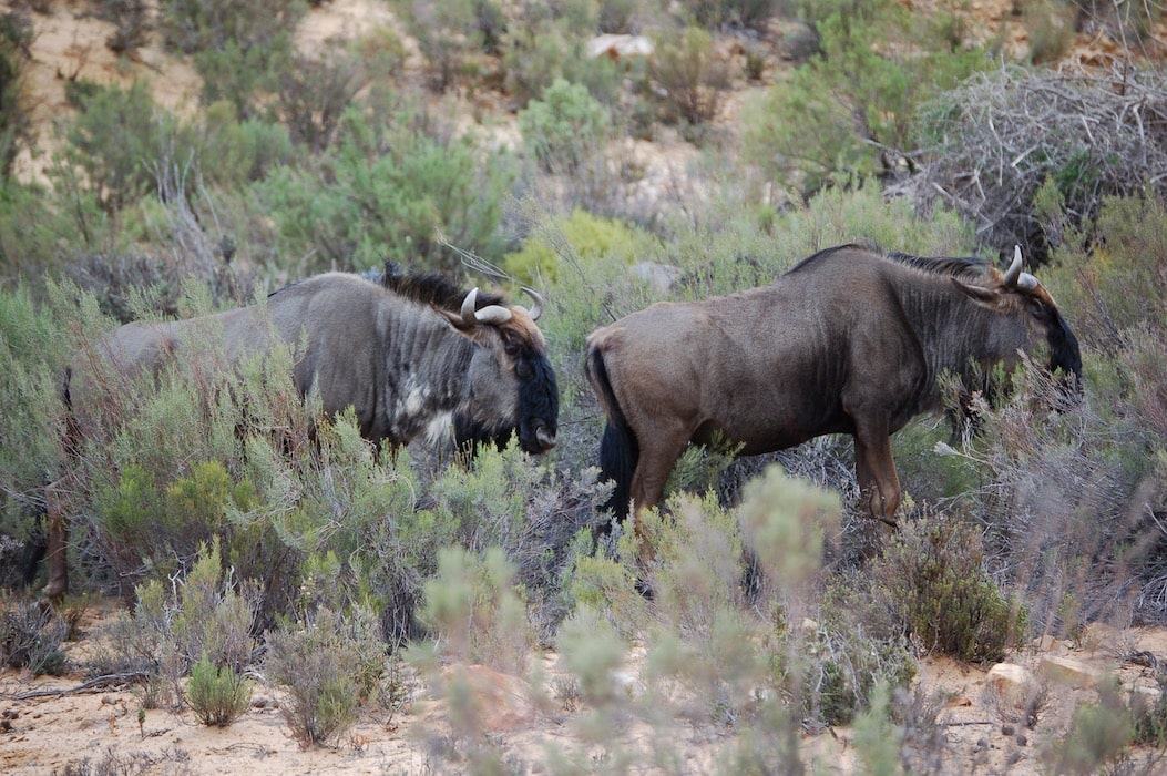 Safari i Sør-Afrika