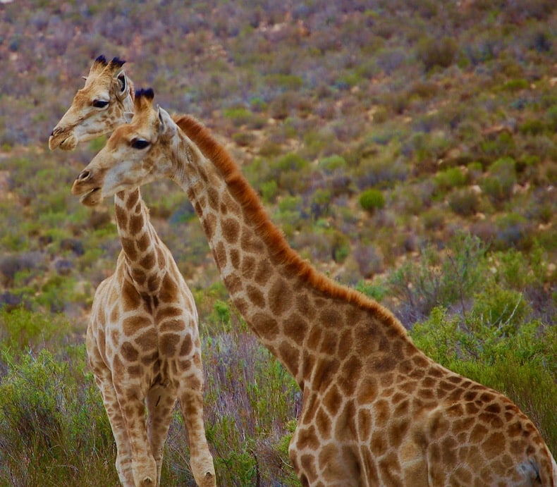 Giraffer, Sør-Afrika