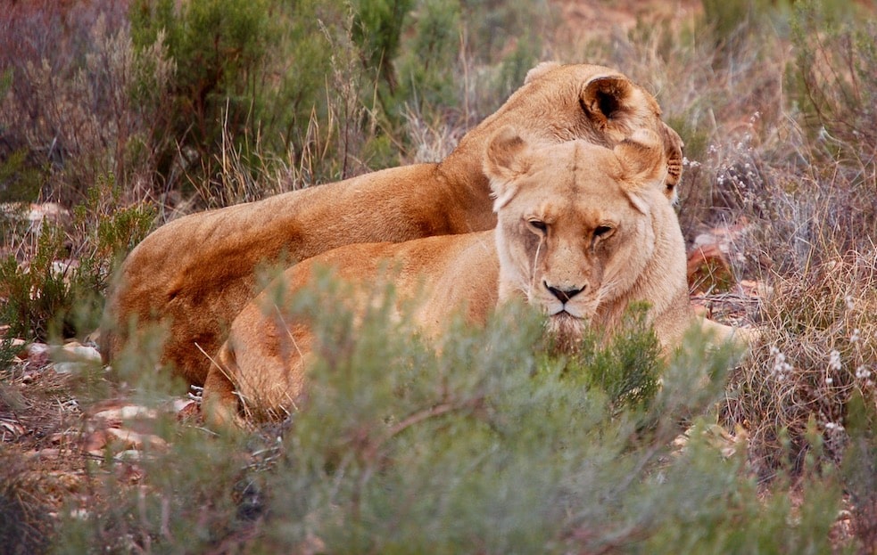 Safari i Sør-Afrika