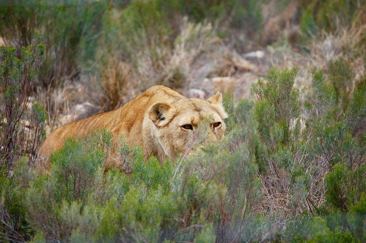 Safari i Sør-Afrika