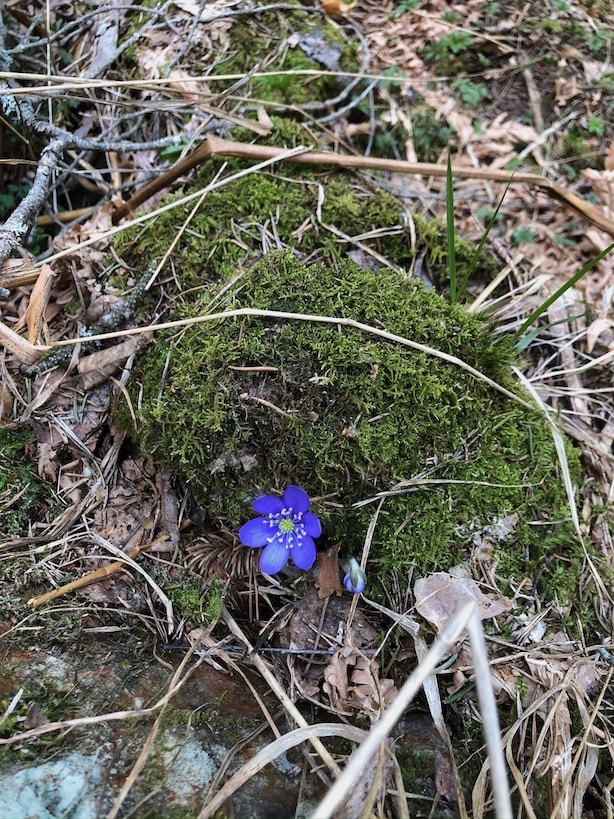 Blåveis på Røyriåsen