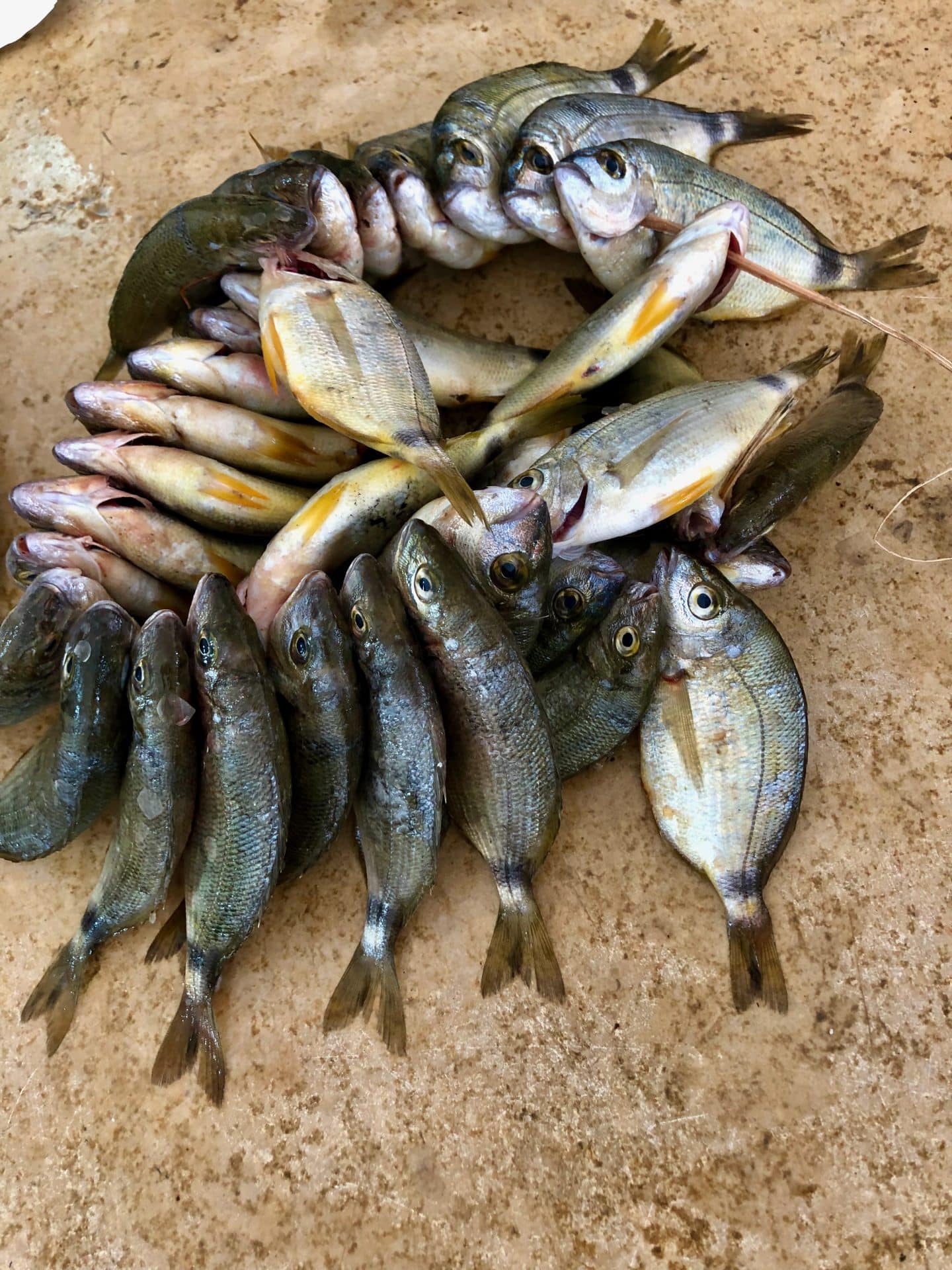 Fiskemarkedet, Djerba